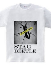 Stag beetle