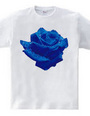 Blue rose