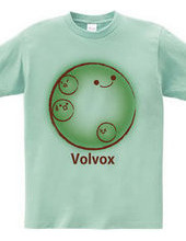 Volvox