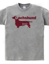 Dachshund 03