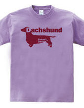 Dachshund 03