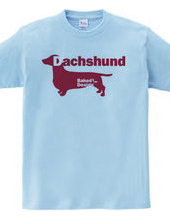 Dachshund 03