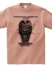 Phantom luxury shrimp parribacus japonic