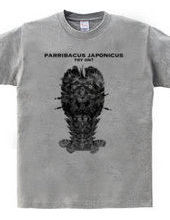 Phantom luxury shrimp parribacus japonic