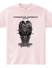 Phantom luxury shrimp parribacus japonic