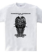 Phantom luxury shrimp parribacus japonic