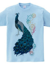 peacock [B]