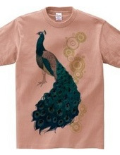 peacock [C]