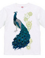 peacock [C]