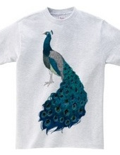 peacock [D]