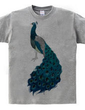 peacock [D]