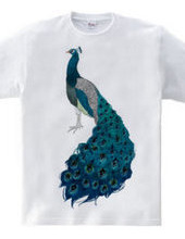 peacock [D]