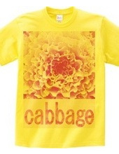 cabbage