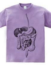 Digestive organs