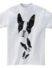 Boston Terrier