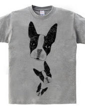 Boston Terrier