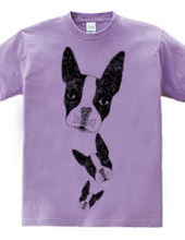 Boston Terrier