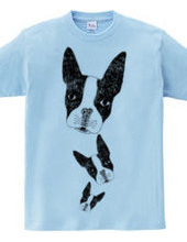 Boston Terrier