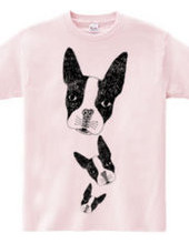 Boston Terrier