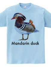 Mandarin duck