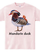 Mandarin duck