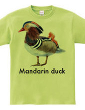 Mandarin duck