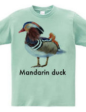 Mandarin duck