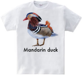 Mandarin duck