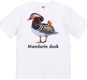 Mandarin duck