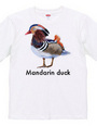 Mandarin duck