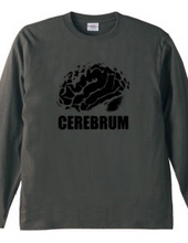 cerebrum