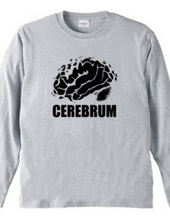 cerebrum