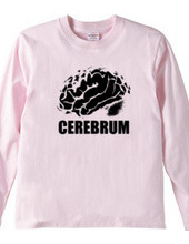 cerebrum