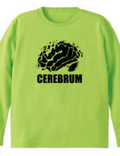 cerebrum