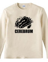 cerebrum