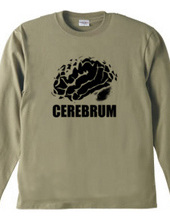 cerebrum