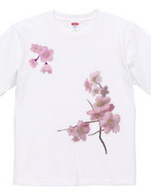 桜の模様