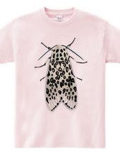 Leopard moth