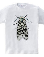 Leopard moth