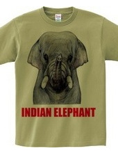 INDIAN ELEPHANT　インドゾウ