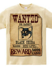 Black shiba spirit C