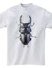 Stag beetle