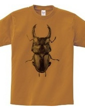 Stag beetle