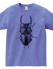 Stag beetle