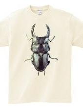 Stag beetle