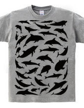 Dolphin-T