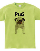 Pug