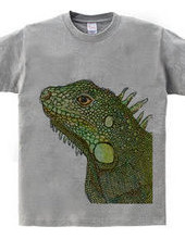 Iguana