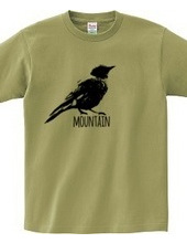 Mountain Bluebird 01