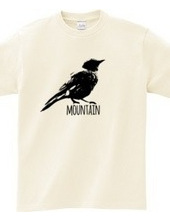 Mountain Bluebird 01